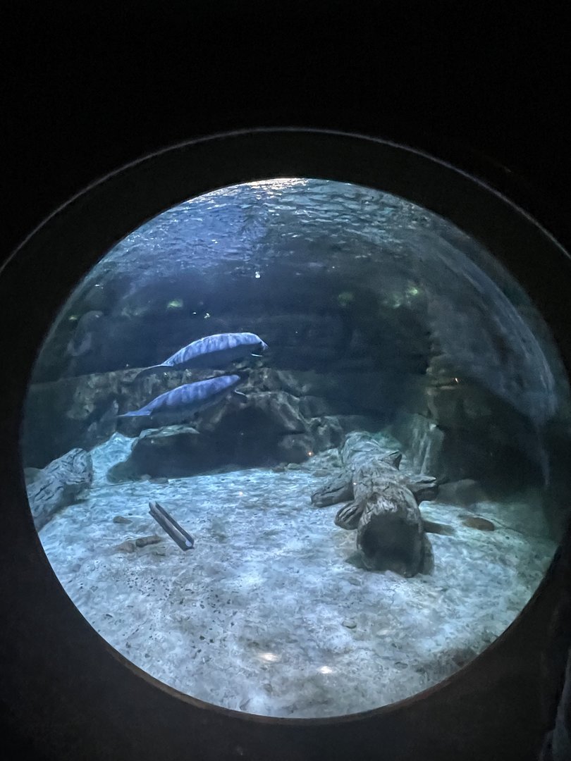 Manatees from bubble