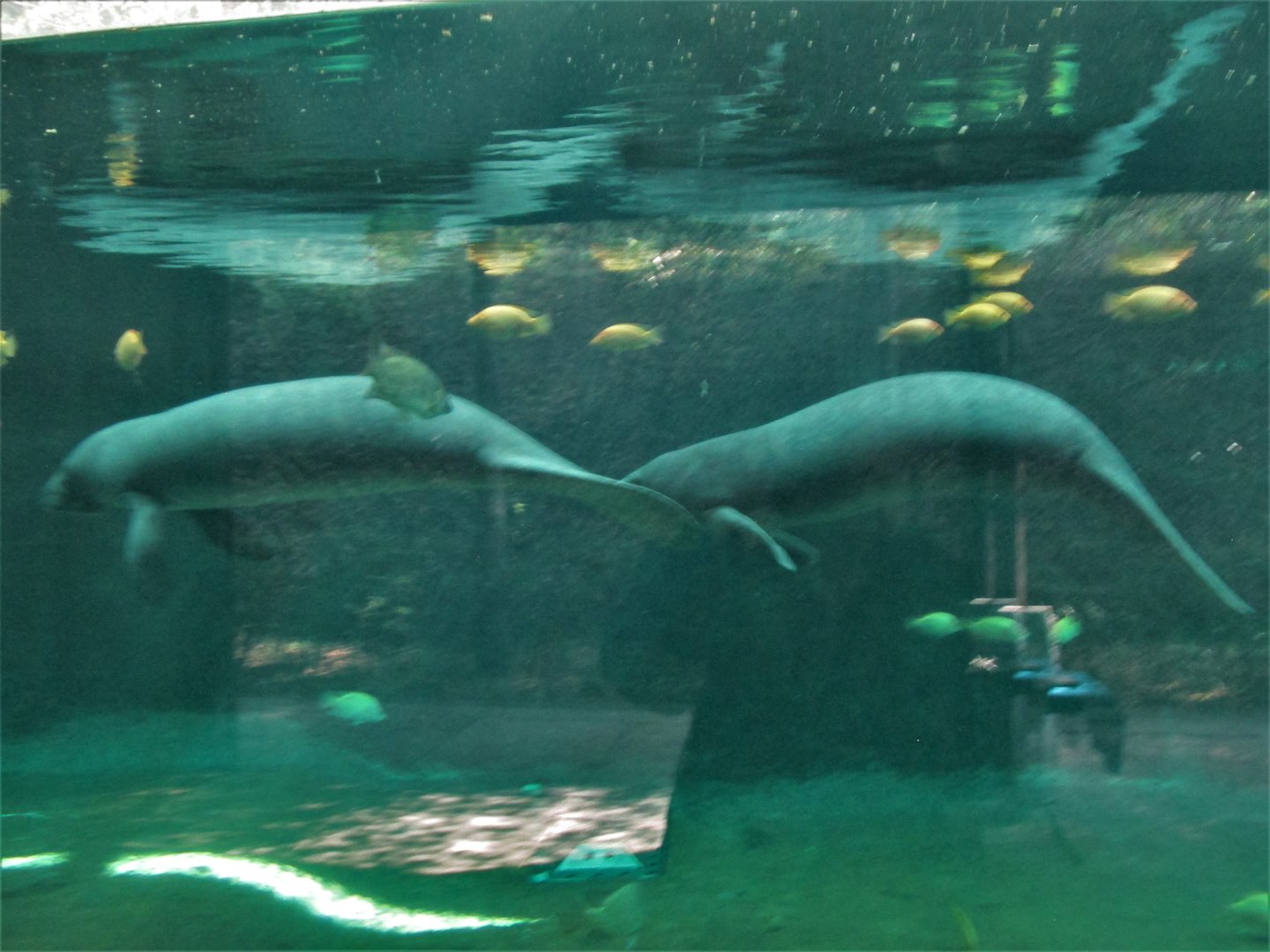 MANATEES GUADALAJARA ZOO