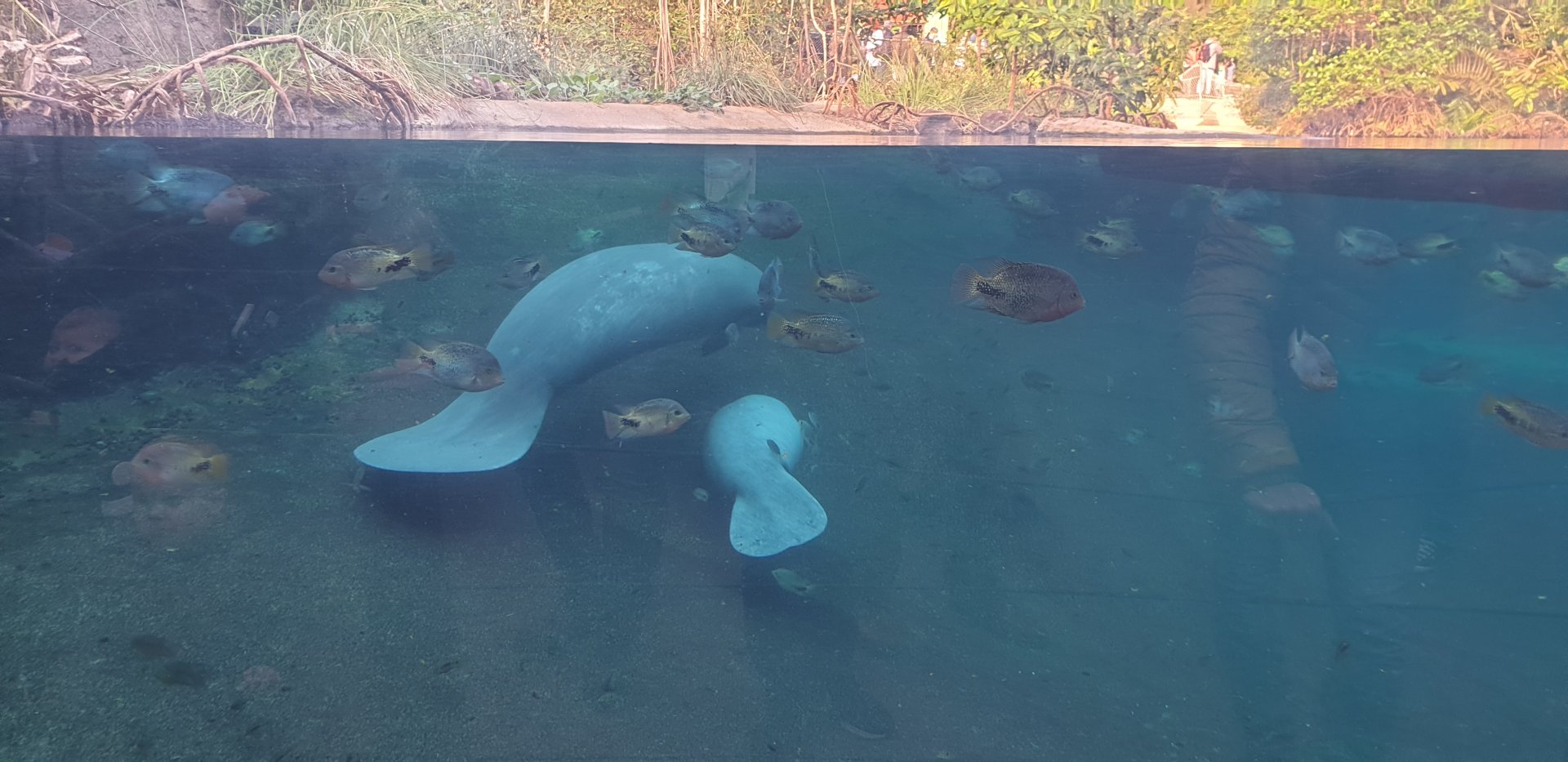 Manatees mother and calf, Mangroves
