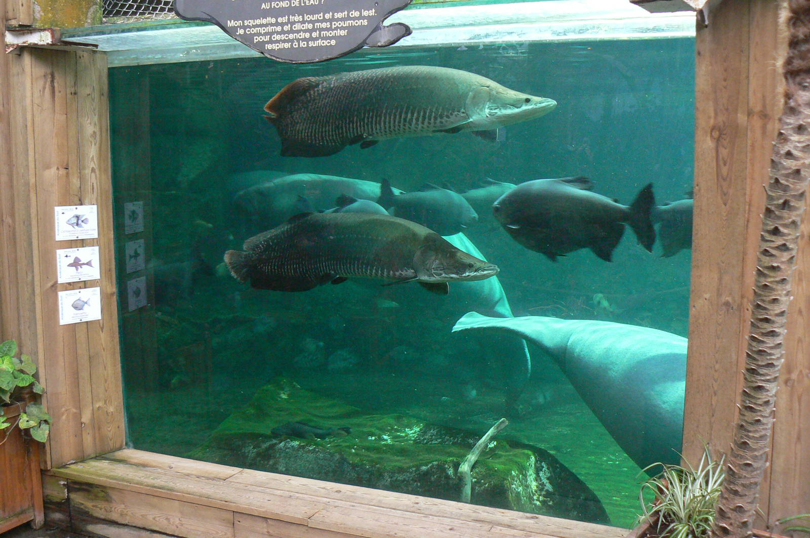 Manatees pool in the third greenhouse  of the zoo