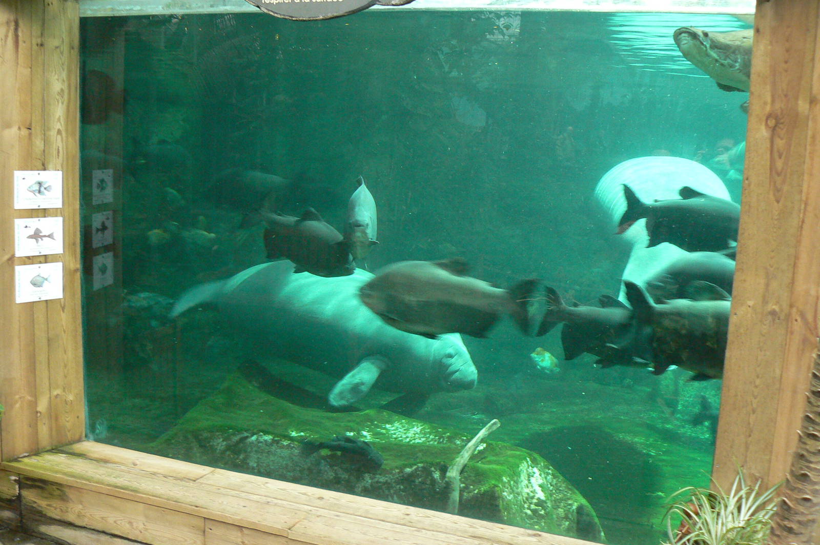 Manatees pool in the third greenhouse  of the zoo