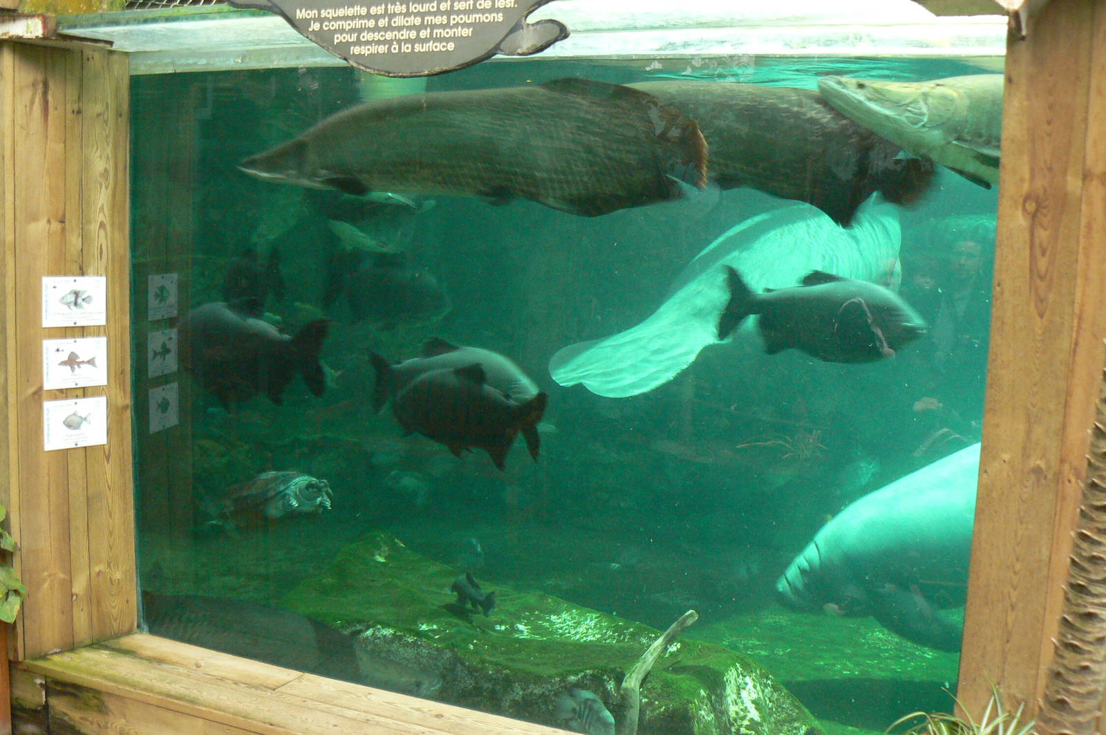 Manatees pool in the third greenhouse  of the zoo
