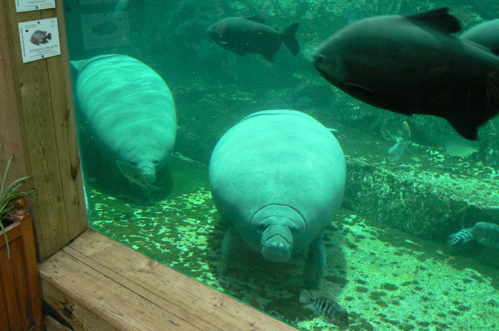 Manatees pool in the third greenhouse  of the zoo