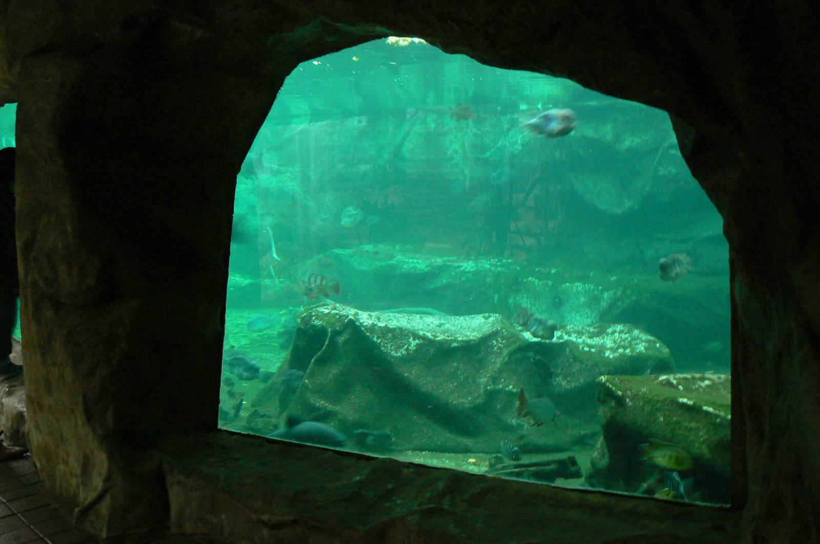 Manatees pool in the third greenhouse  of the zoo
