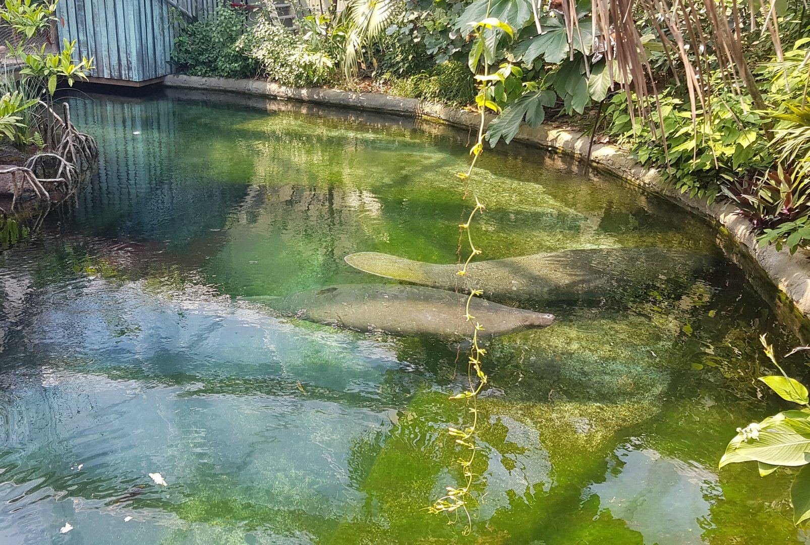 Manatees