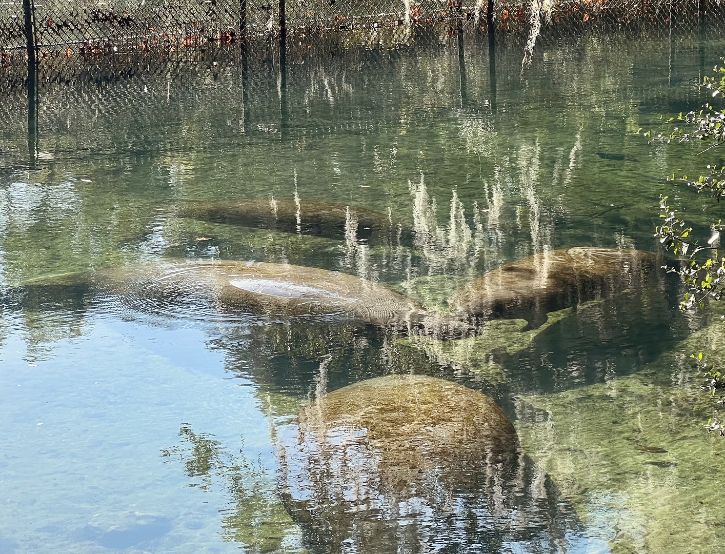 Manatees