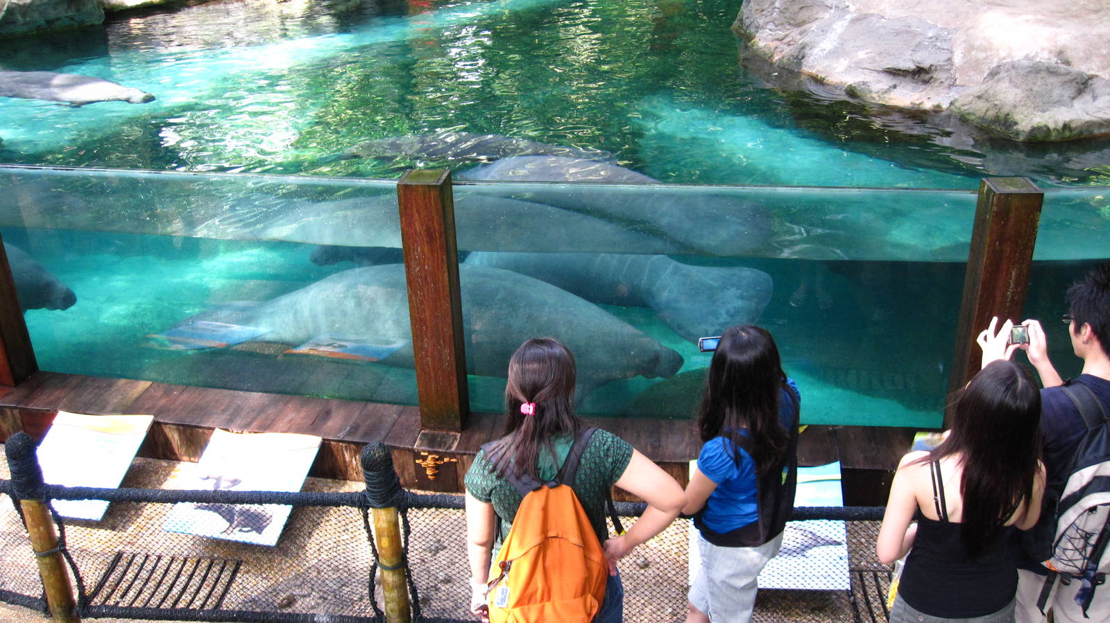 Manatees