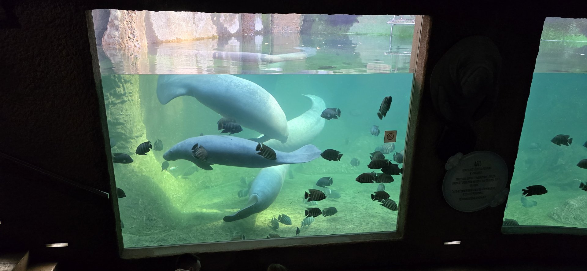 Manatees