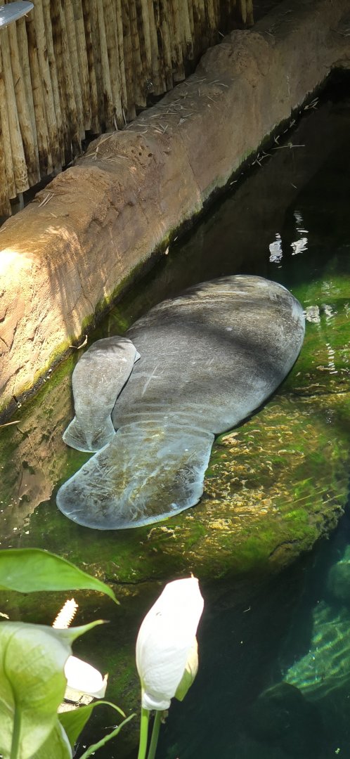 Manatees