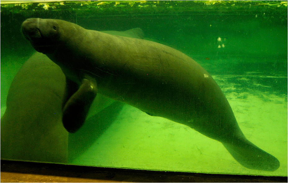 Manati at nuremberg zoo