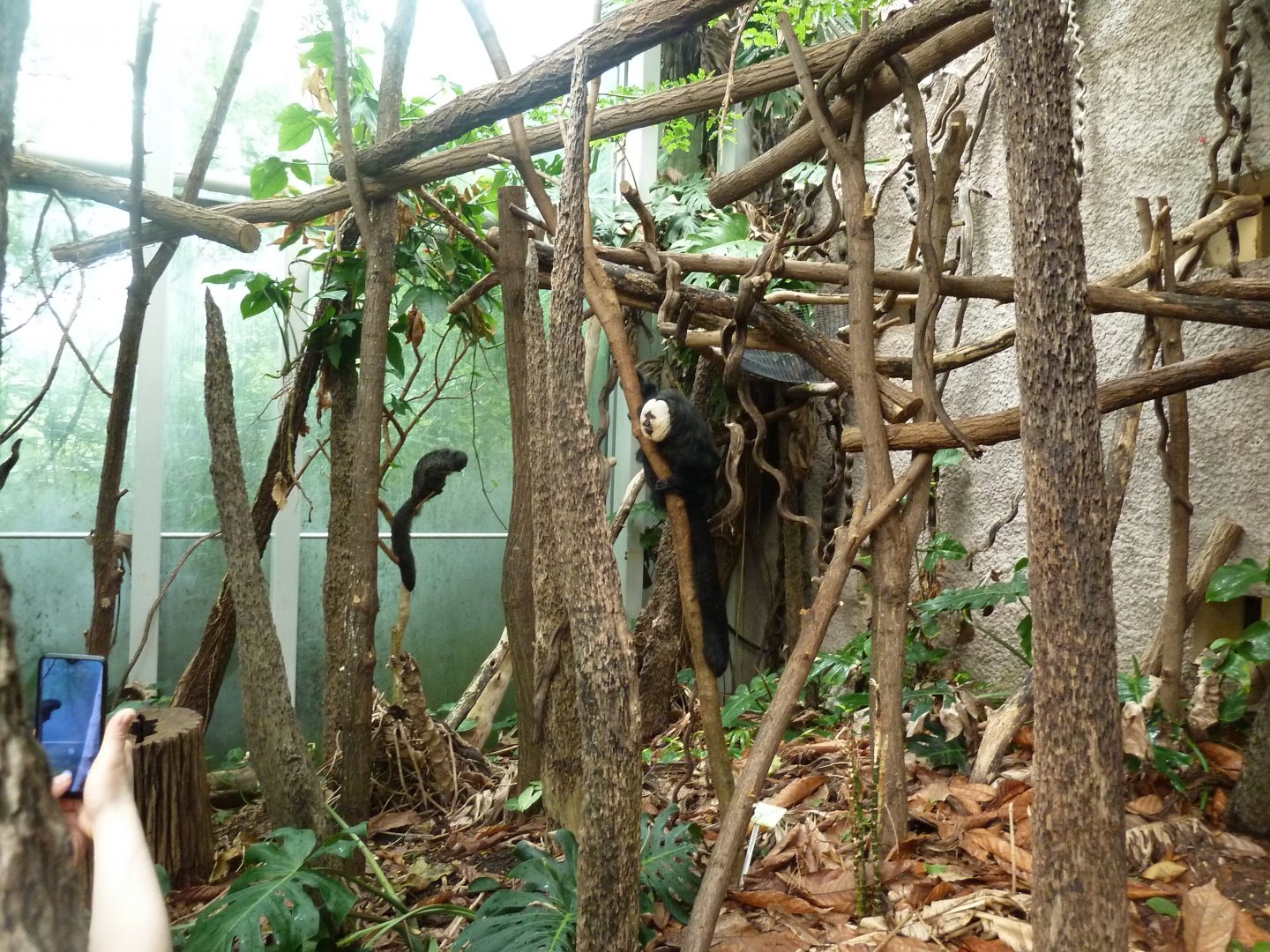 Manatihaus - White bearded saki