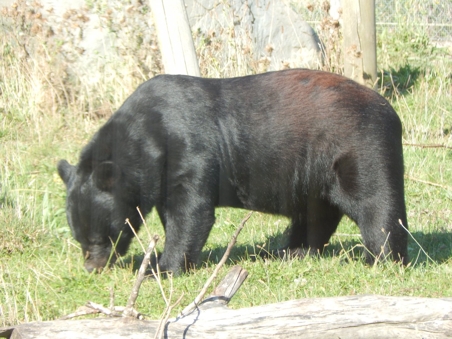 Manchurian black bear 030924