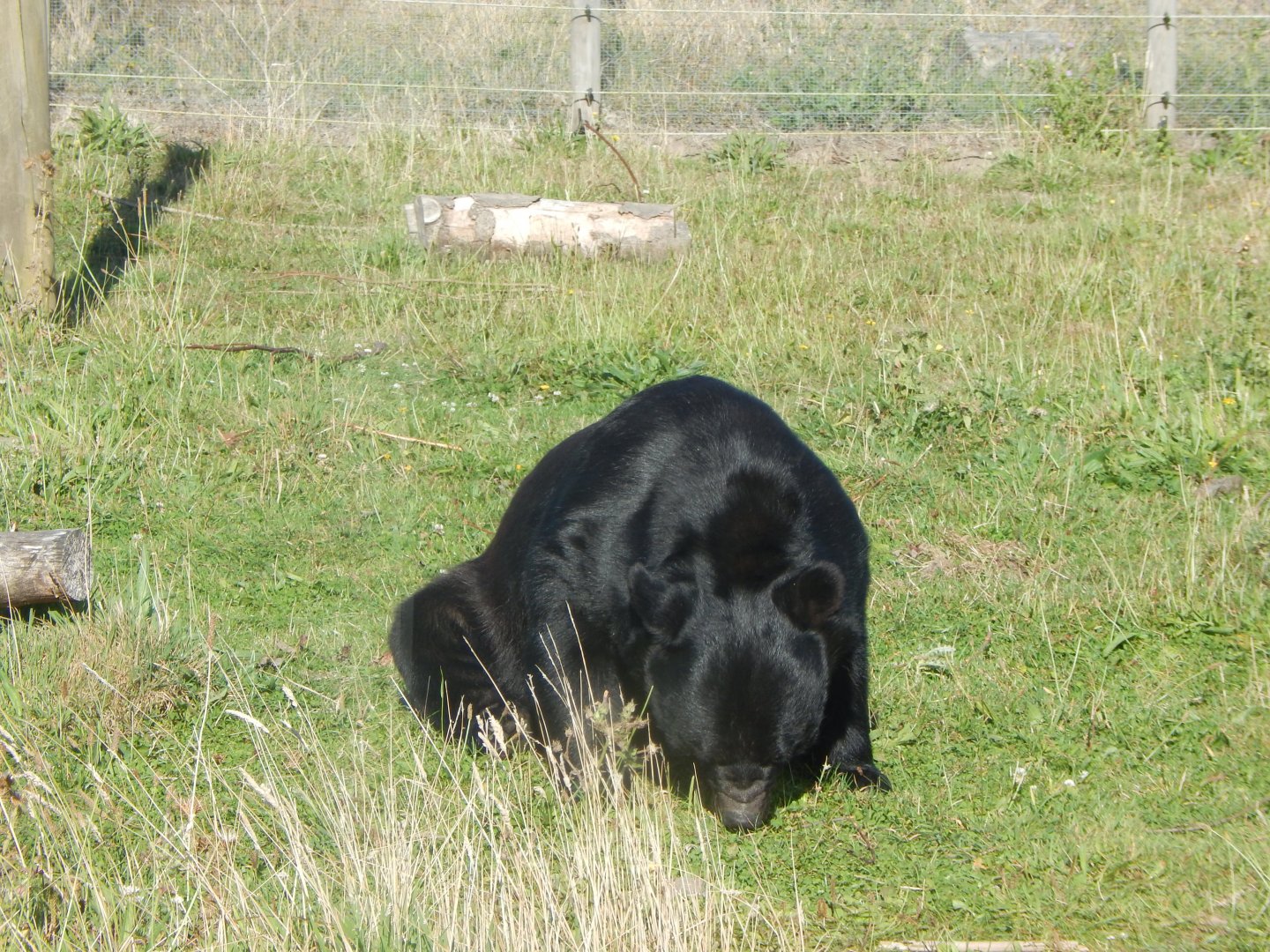 Manchurian black bear 030924