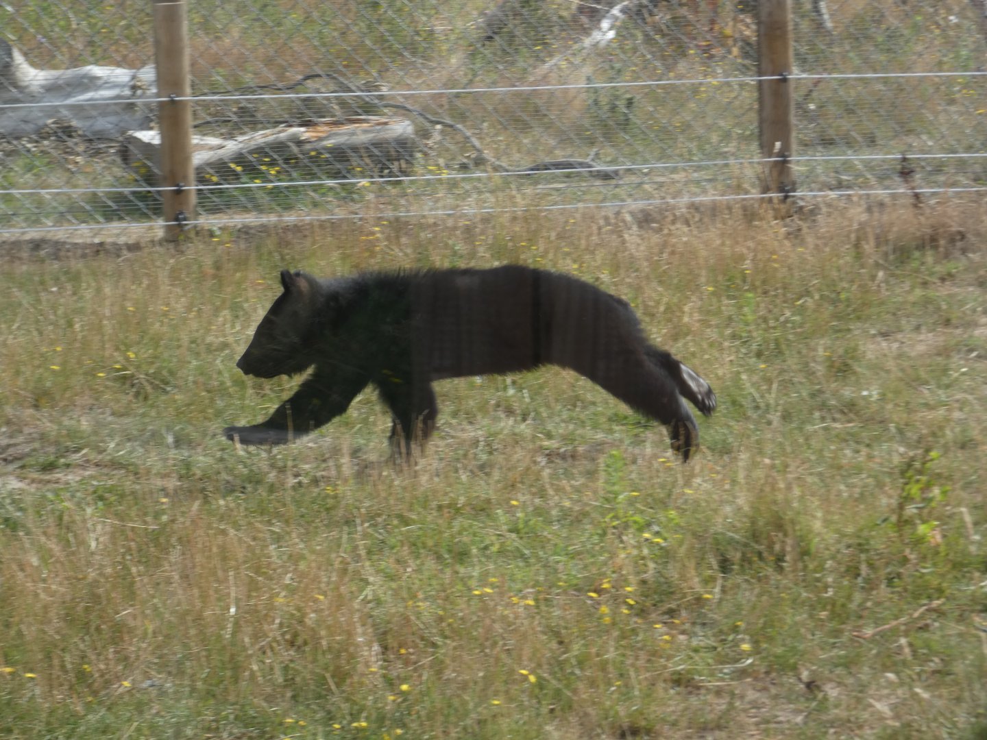 Manchurian Black Bear cub running