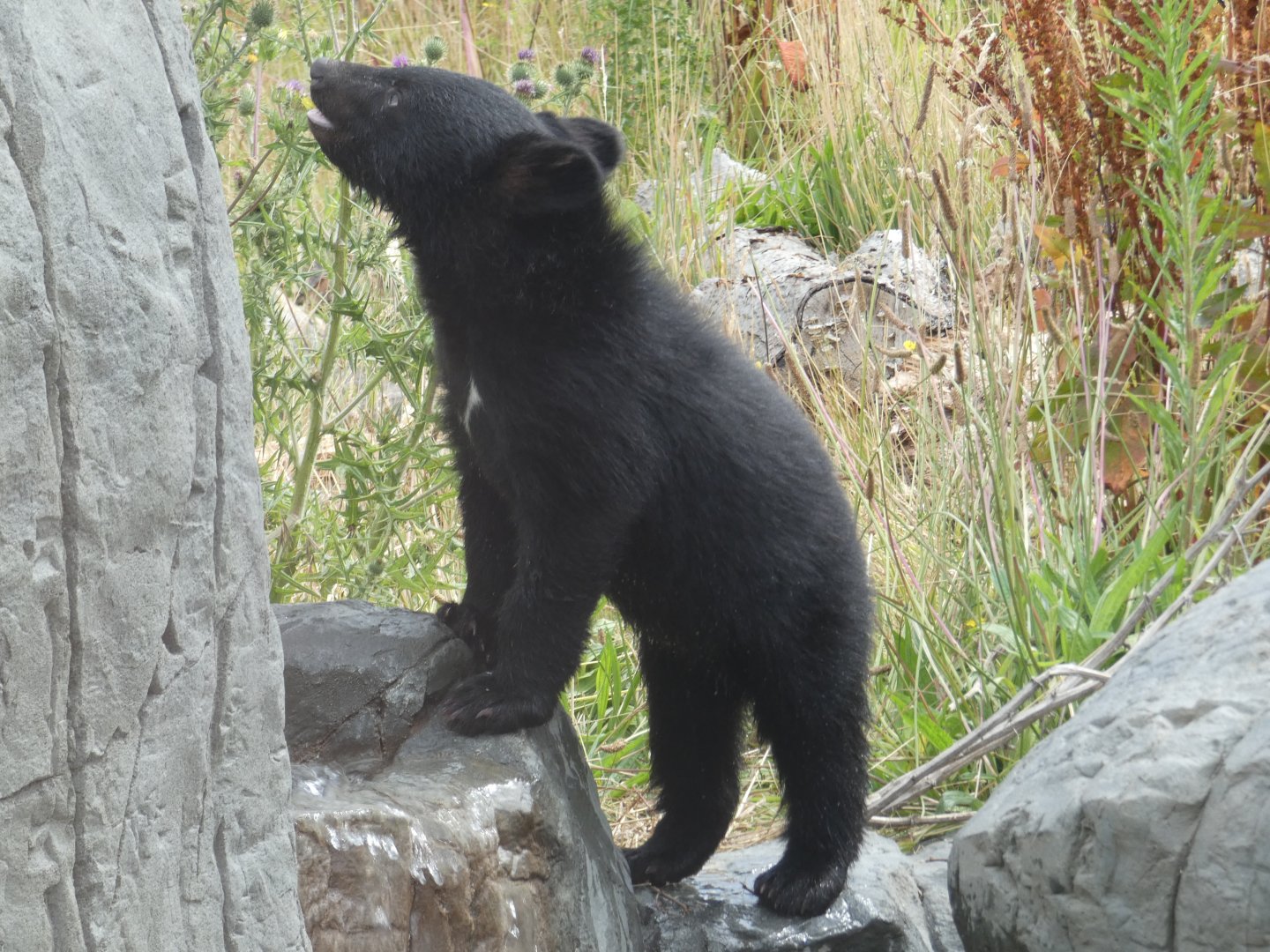 Manchurian Black Bear cub