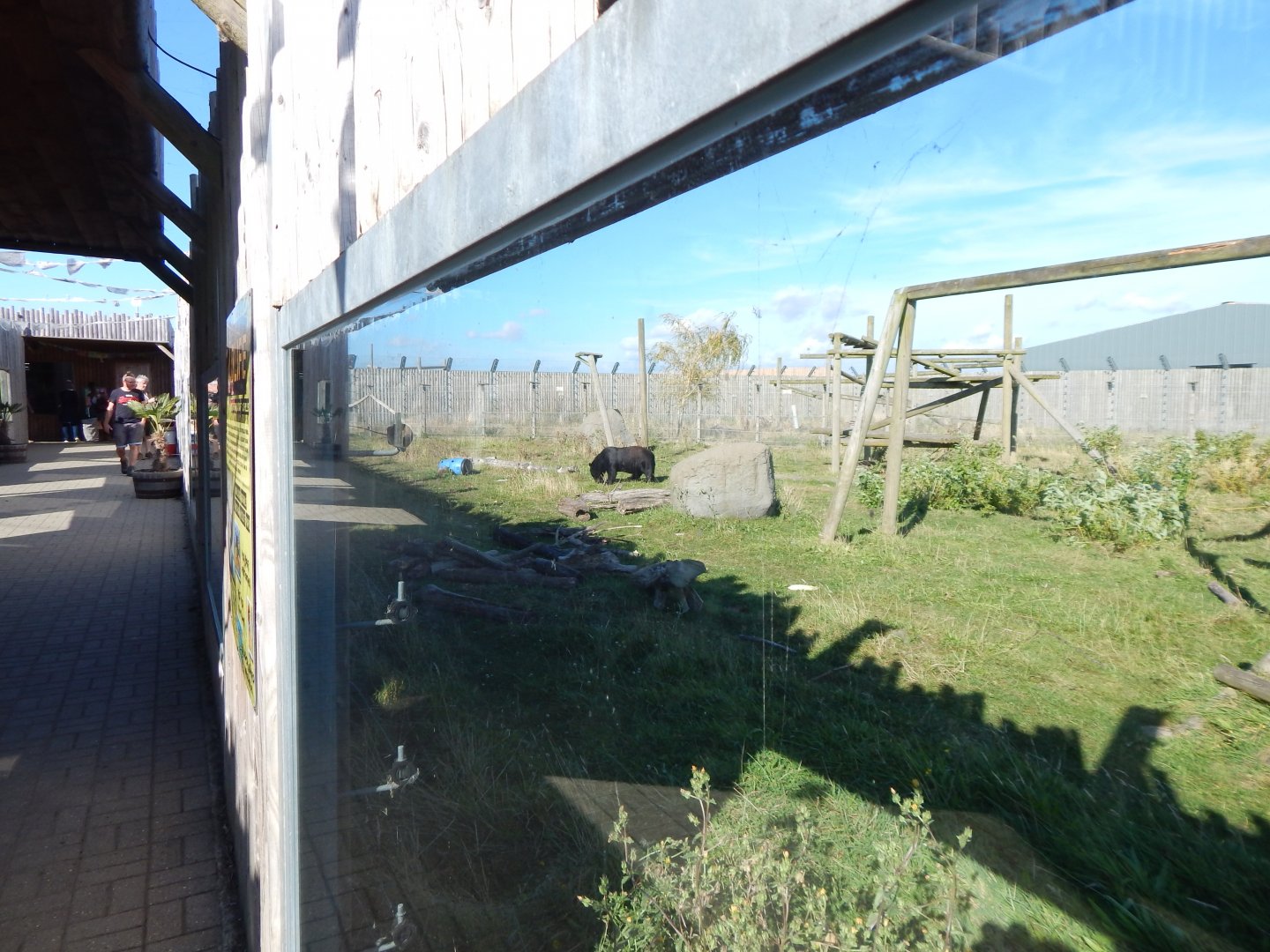 Manchurian black bear exhibit 030924