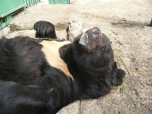 Manchurian black bear in Kishinev Zoo