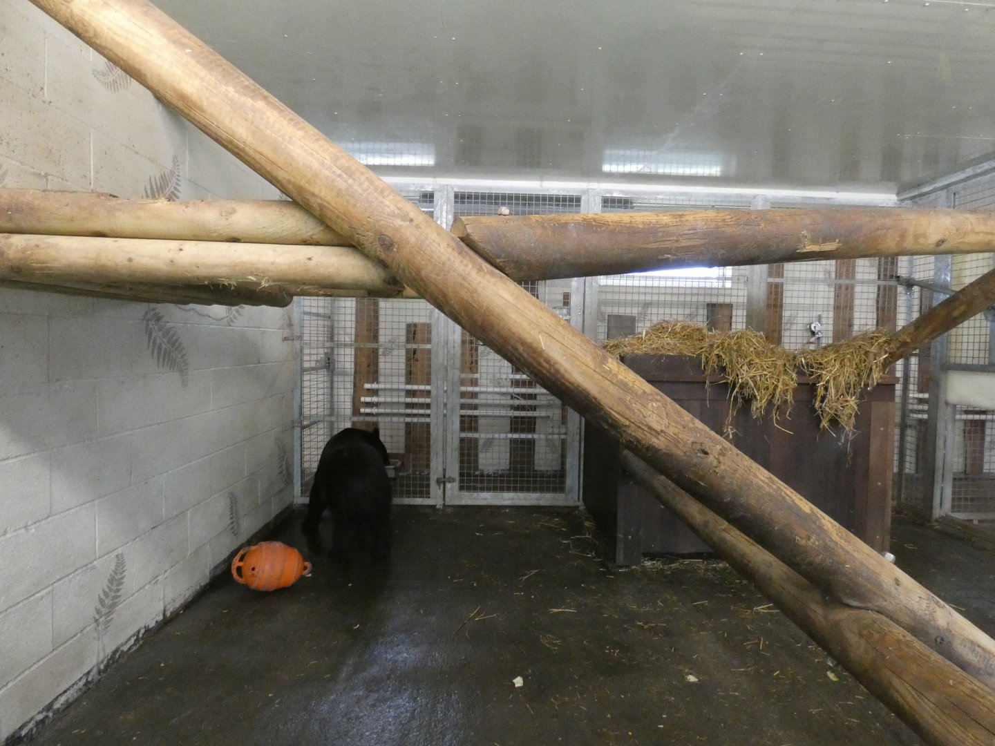 Manchurian Black Bear indoor enclosure