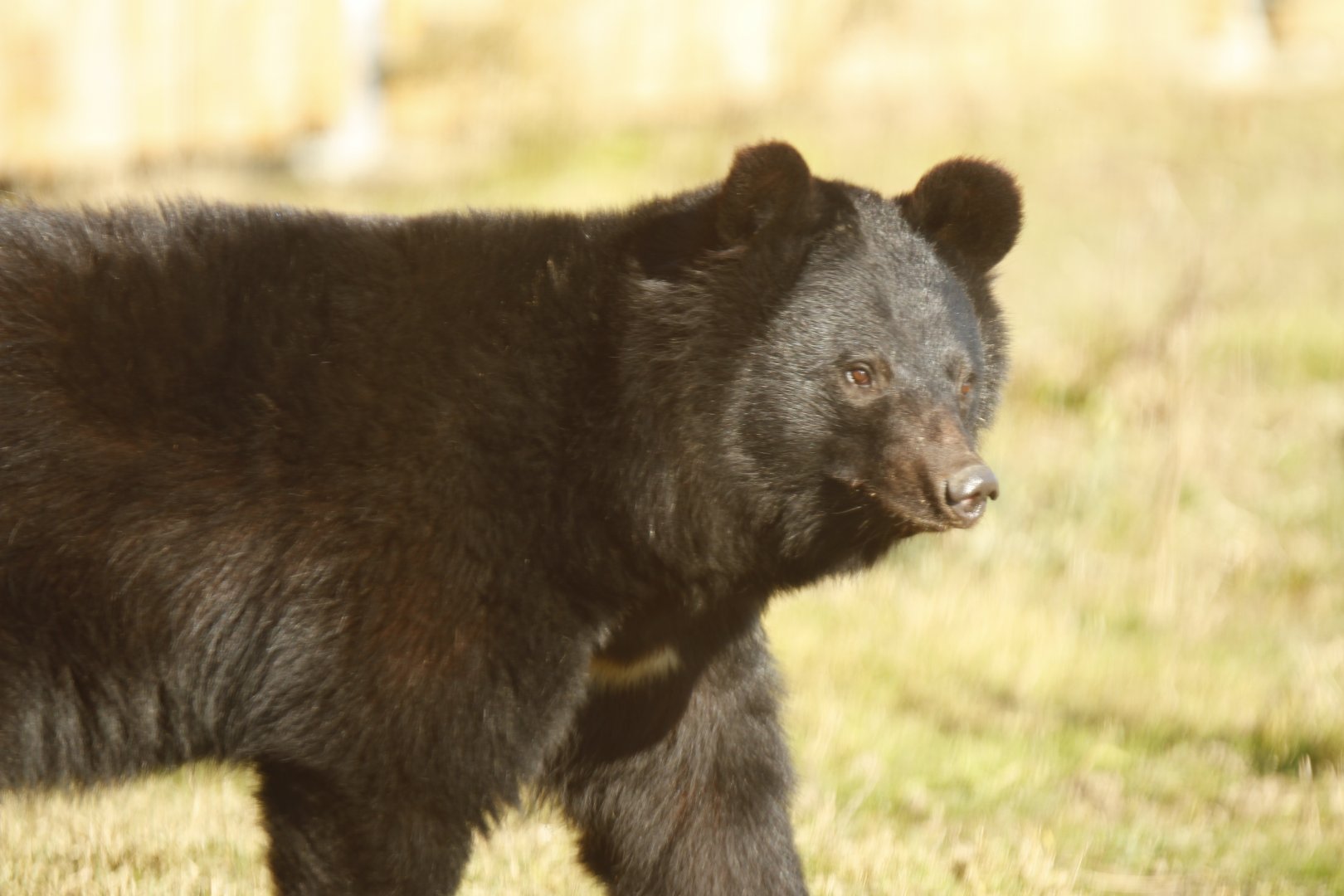 Manchurian Black Bear (Ursus thibetanus ussuricus)