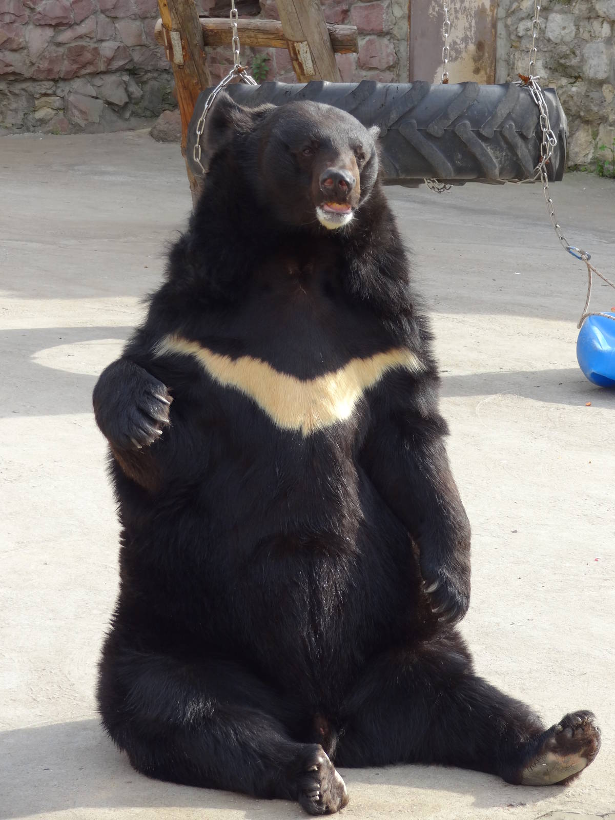 Manchurian black bear