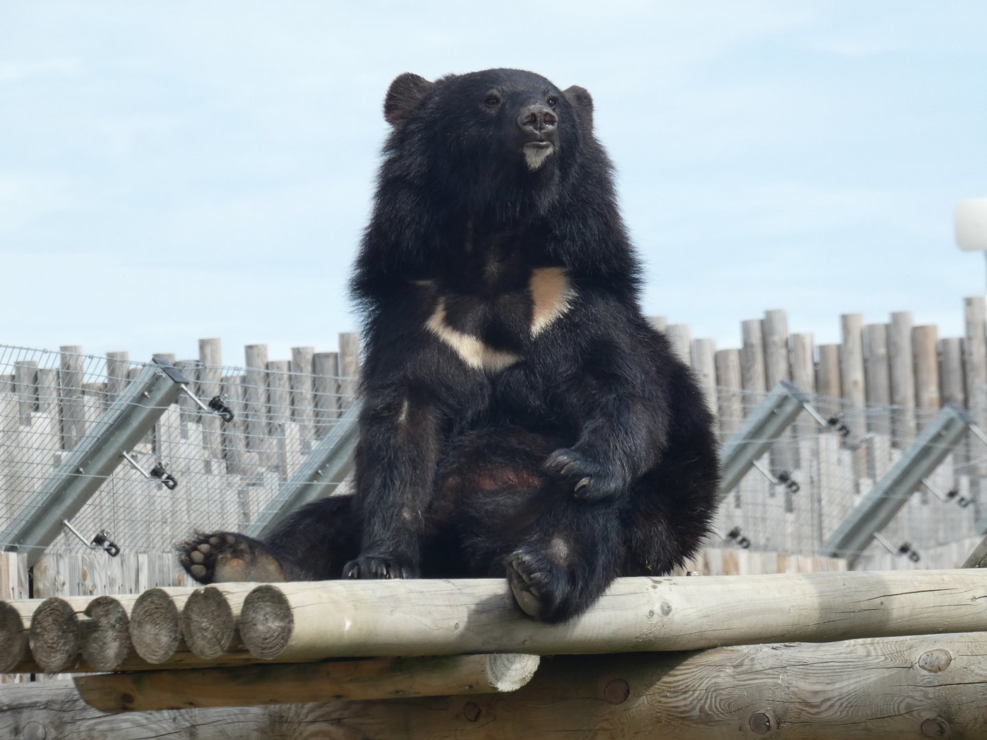 Manchurian Black Bear