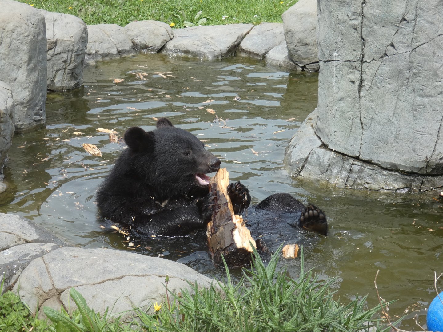 Manchurian black bear