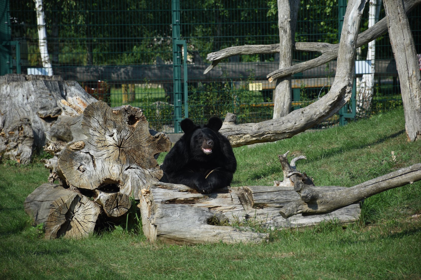Manchurian Black Bear