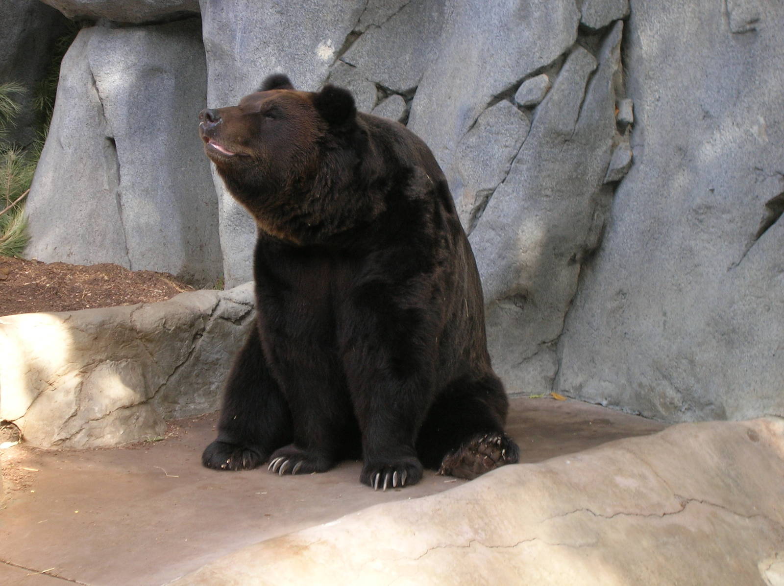 Manchurian Brown Bear 2-5-09