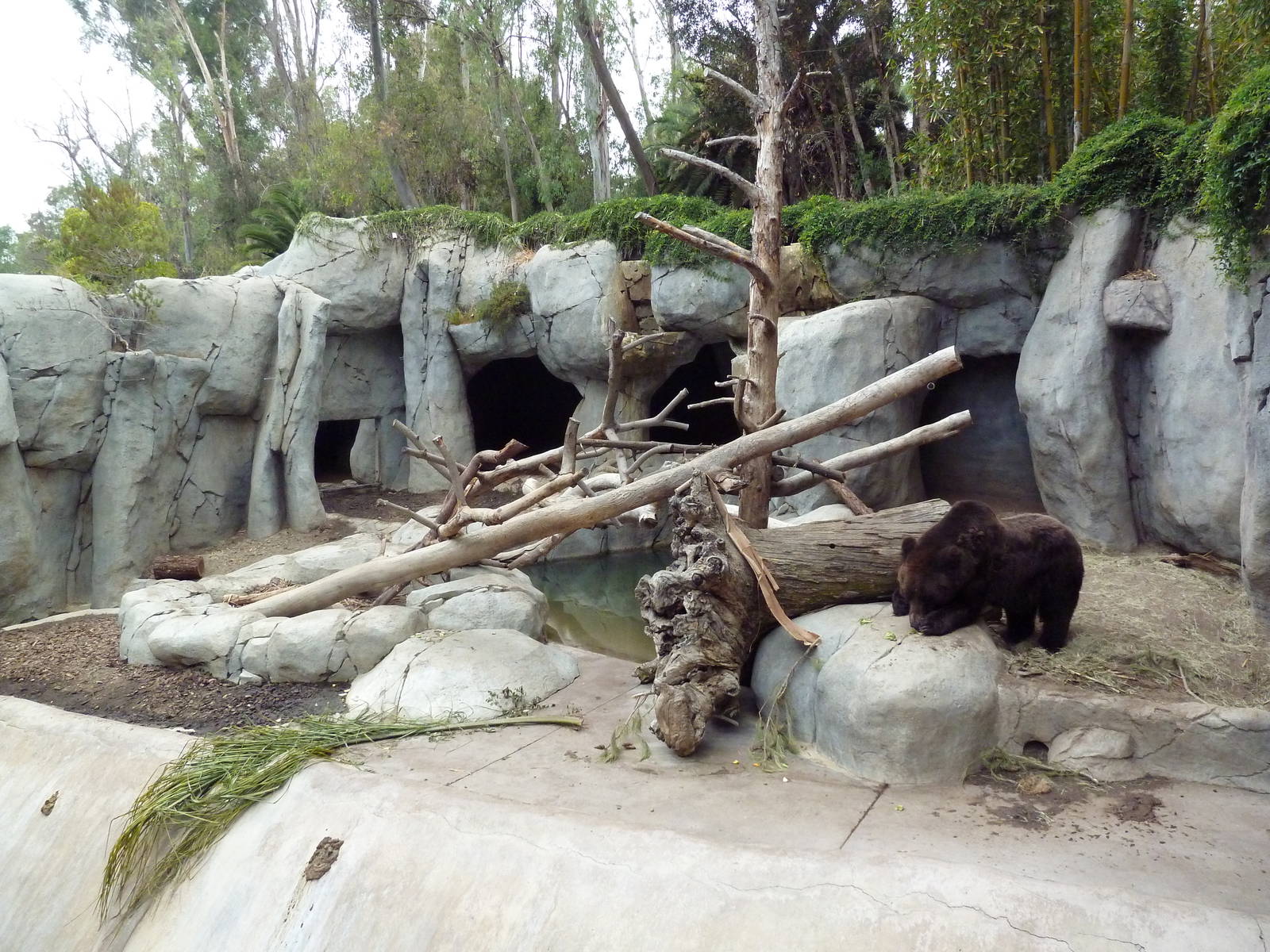 Manchurian Brown Bear/Grizzly Grotto