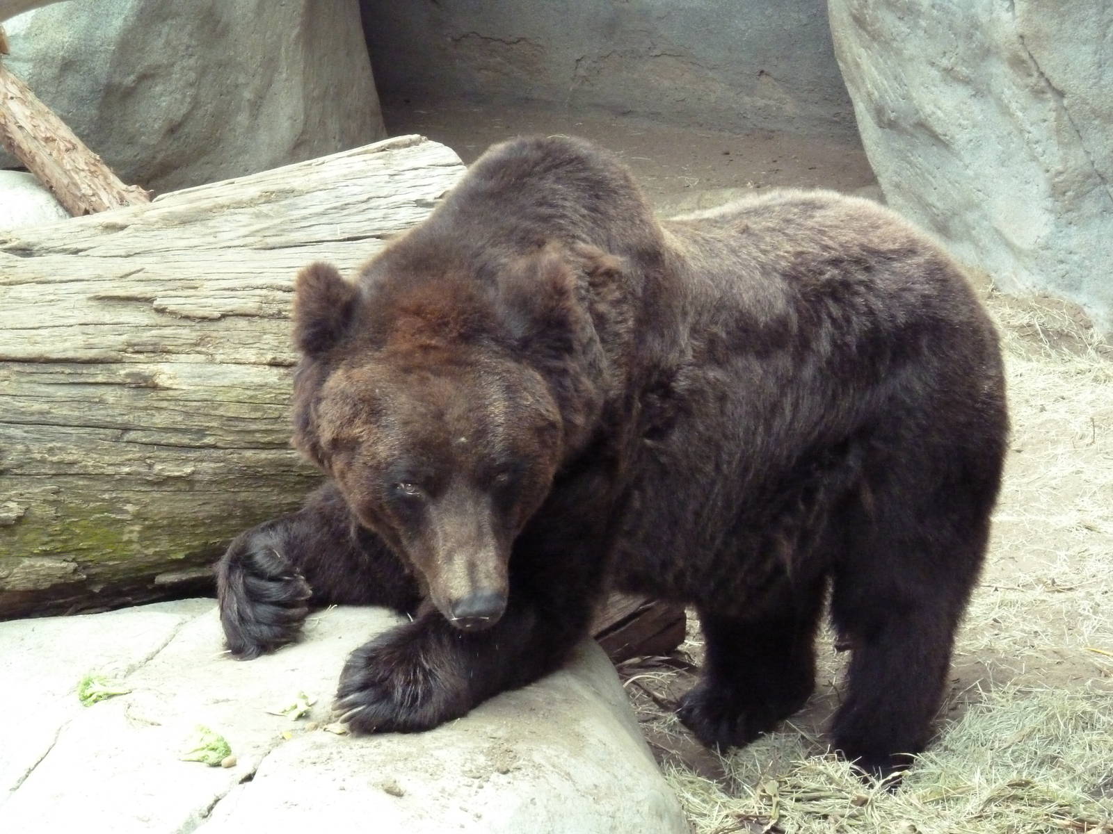 Manchurian Brown Bear