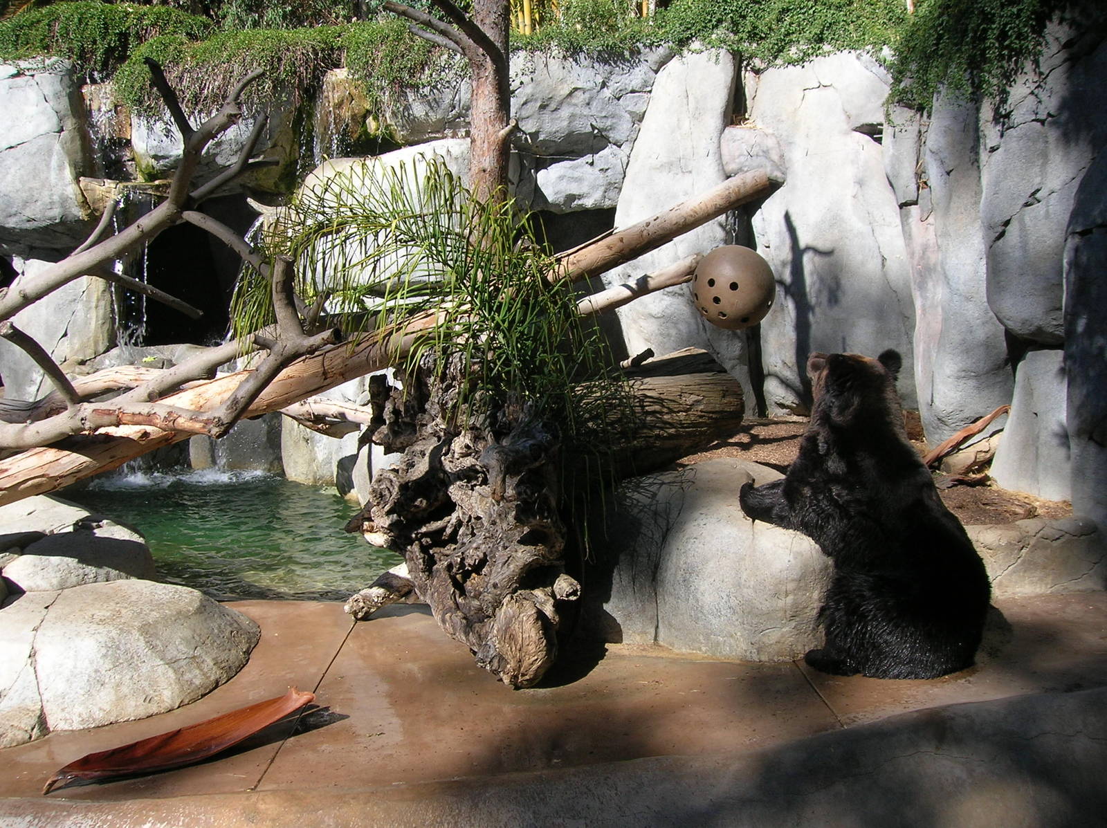 Manchurian Brown Bear