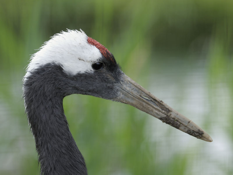 Manchurian crane adult