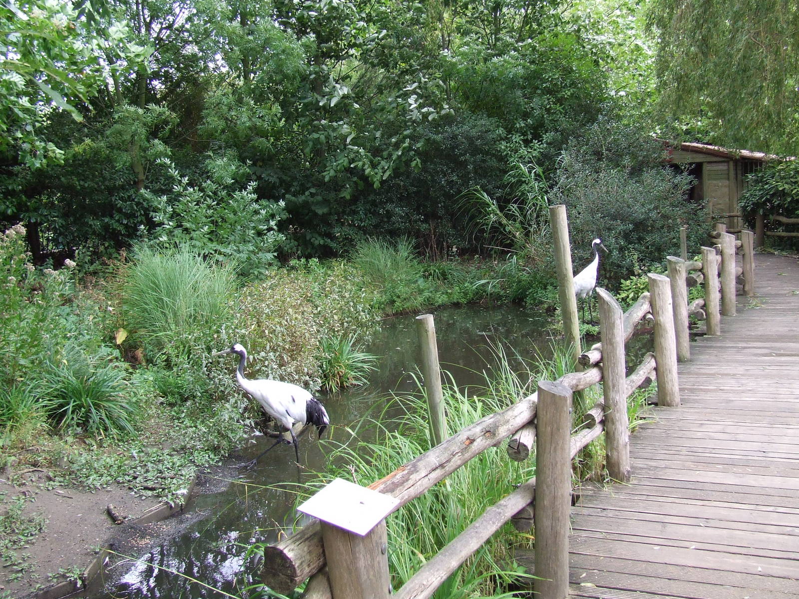 Manchurian Crane exhibit