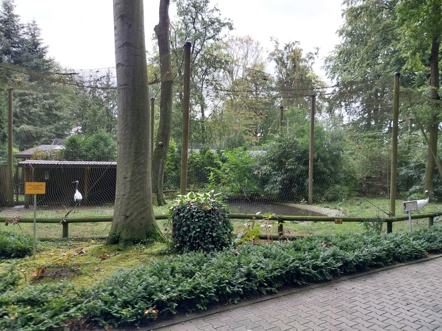 Manchurian crane (Grus japonensis) aviary