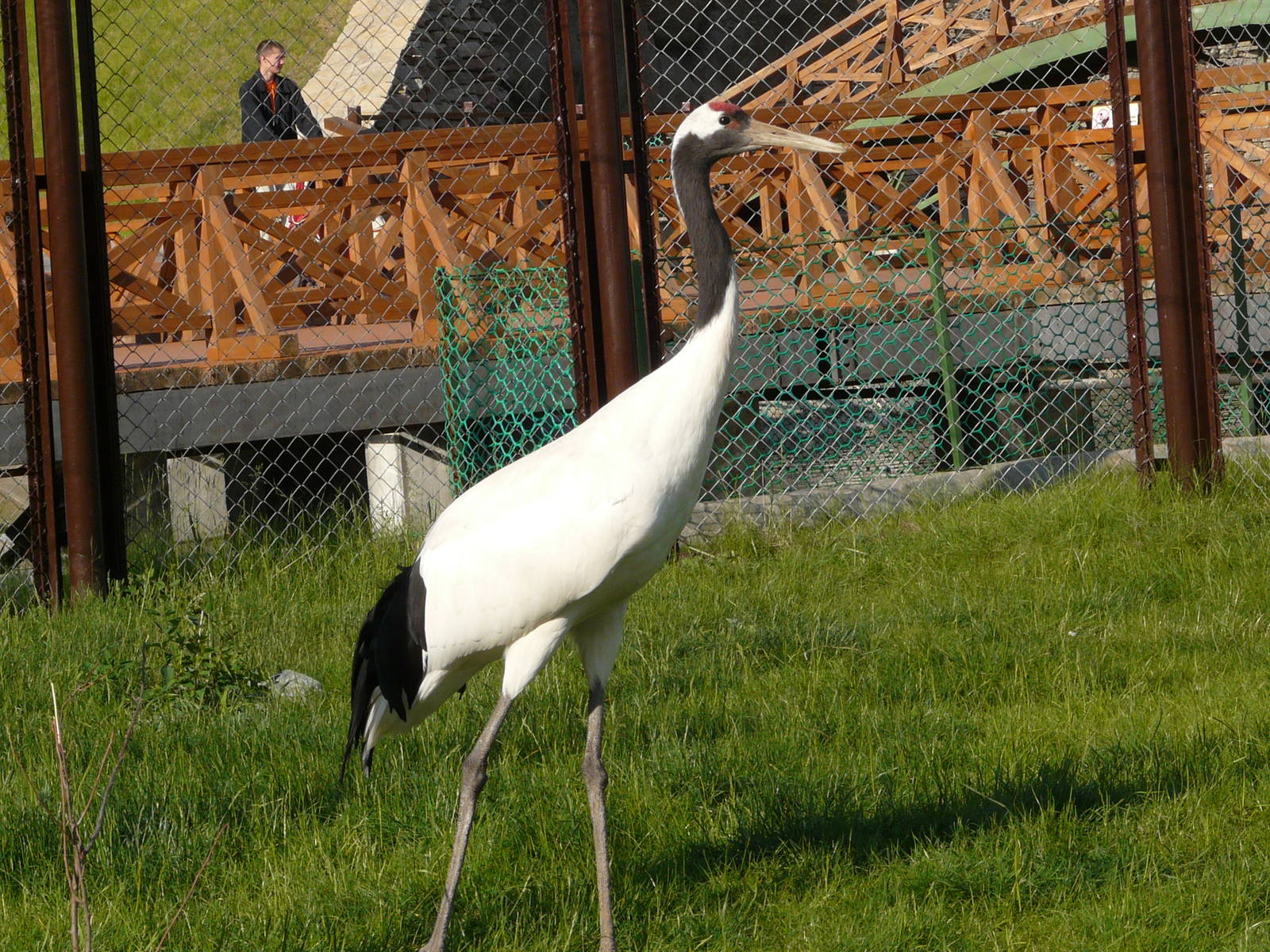 Manchurian crane/ Grus japonensis