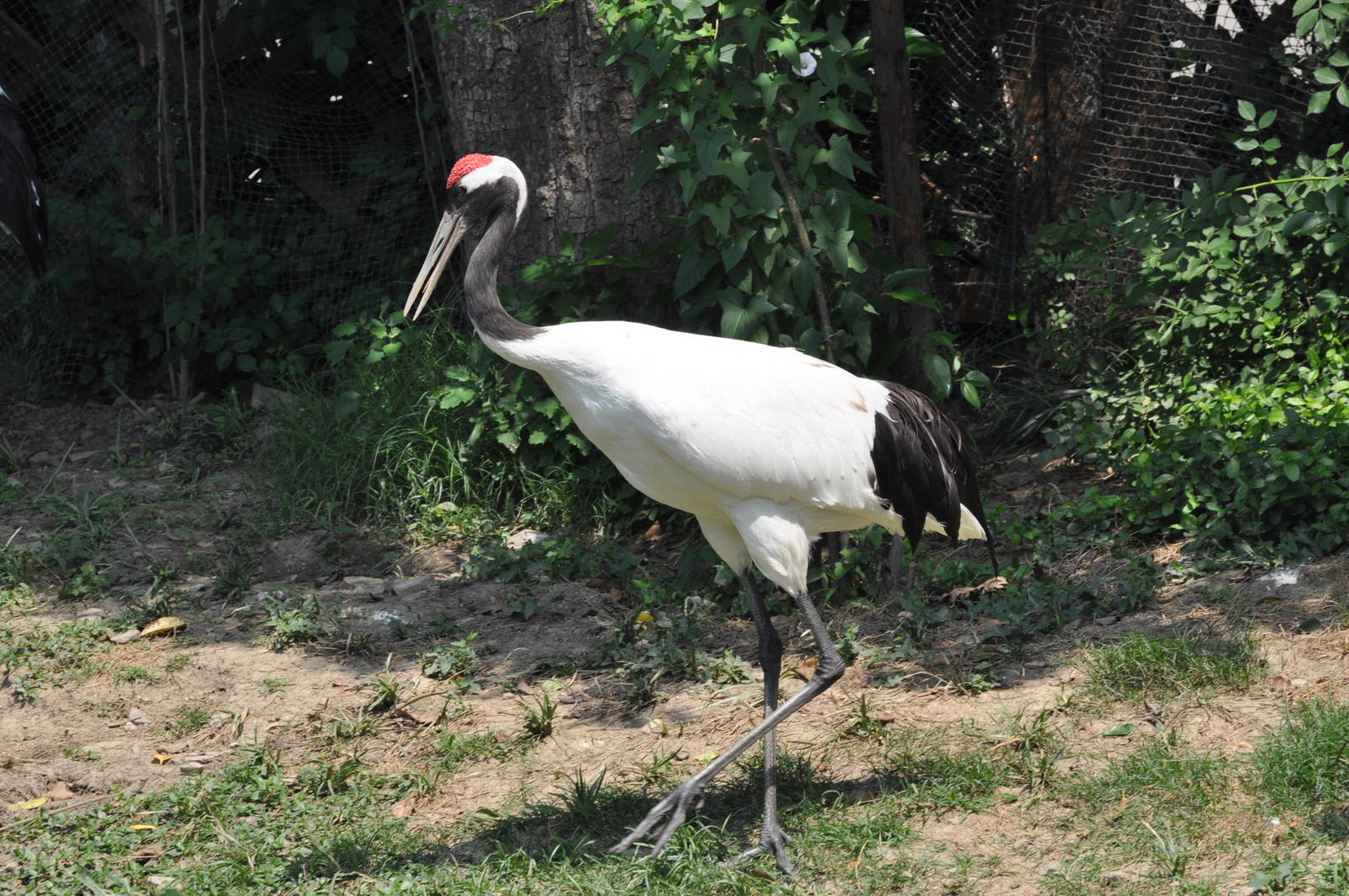Manchurian crane/ Grus japonensis
