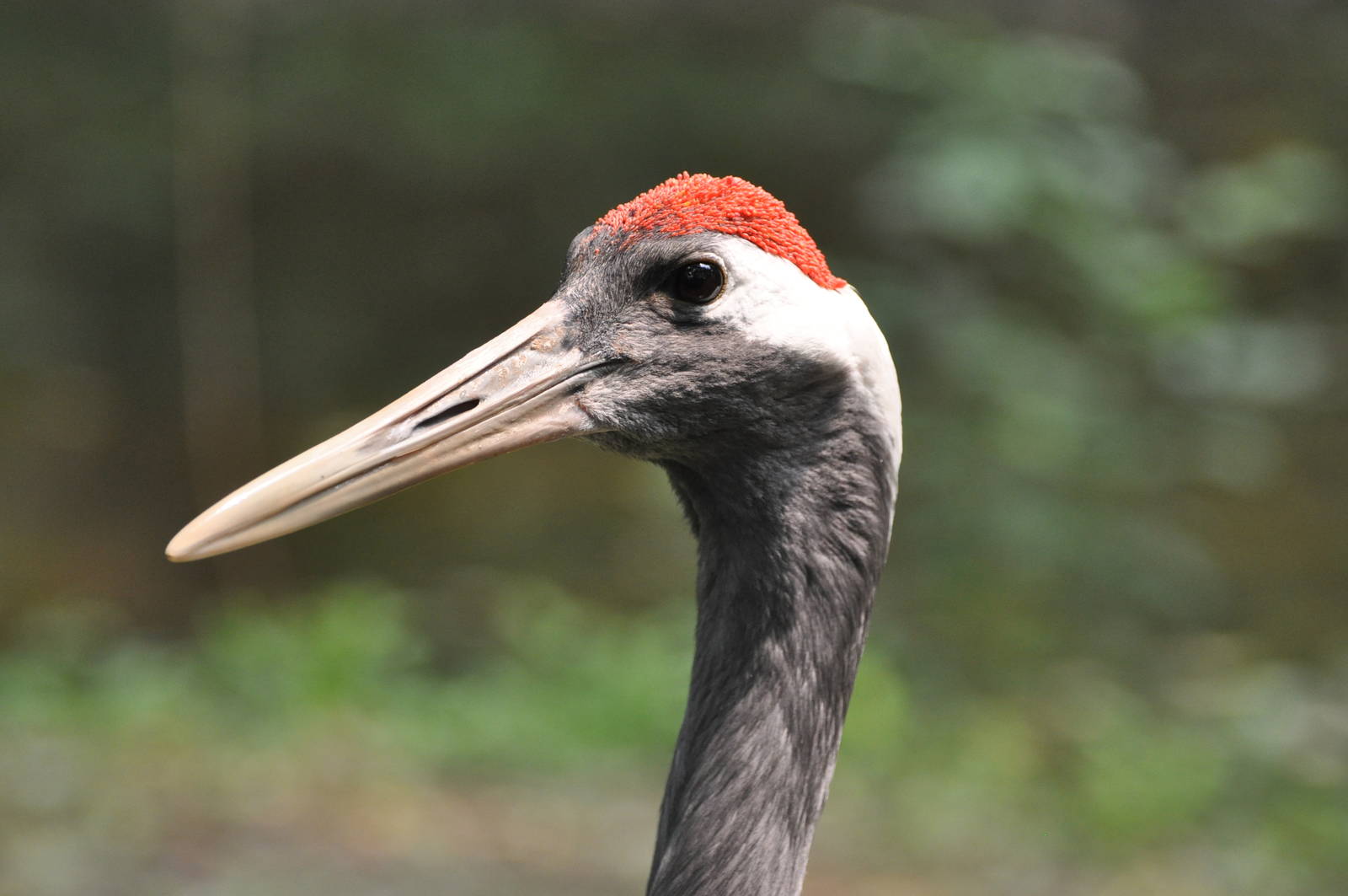 Manchurian crane/ Grus japonensis