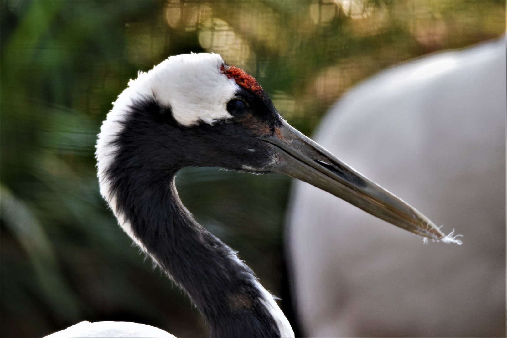 Manchurian Crane (Grus japonensis)