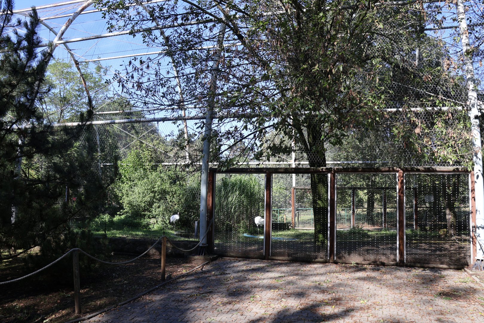 Manchurian Crane (Grus japonensis)