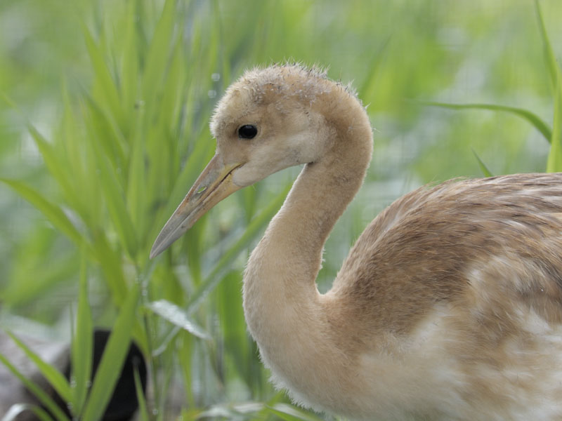 Manchurian crane
