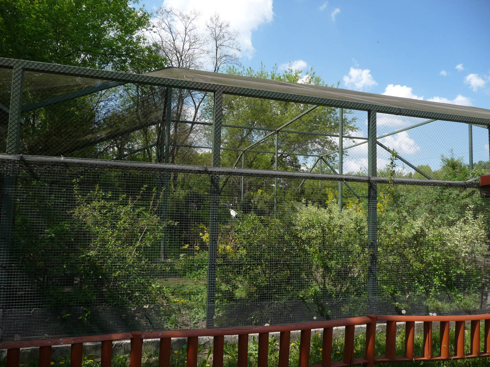 Manchurian cranes aviary