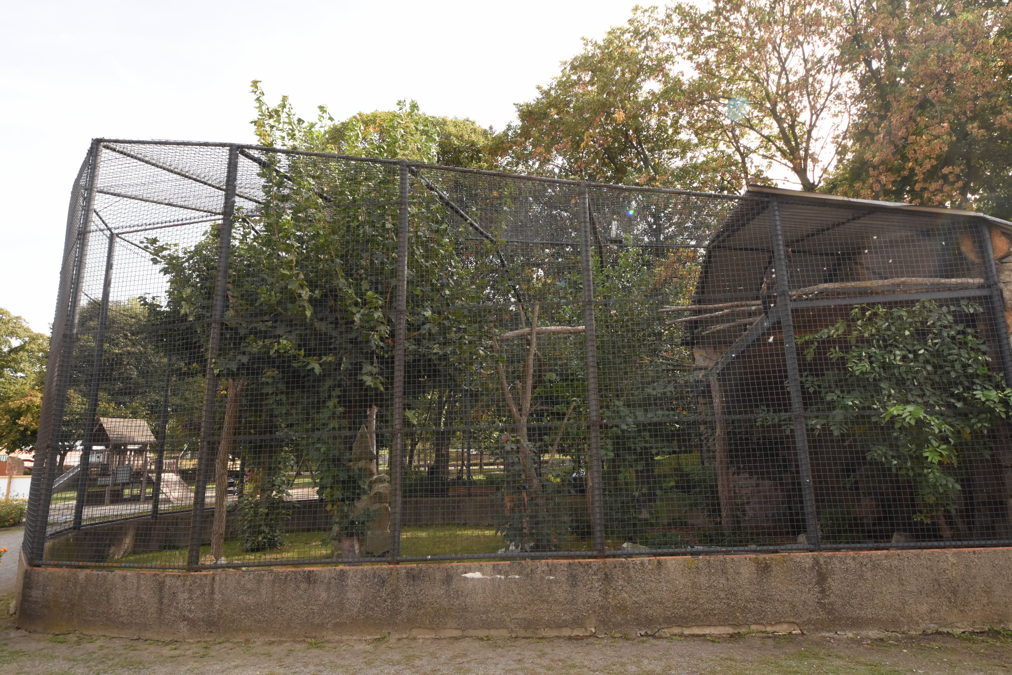 Manchurian golden eagle