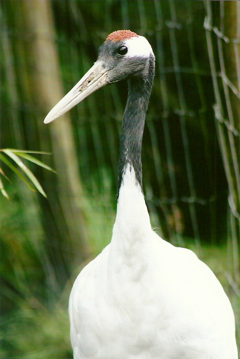 Manchurian, Japanese or Red-crowned Crane 12th September 2012