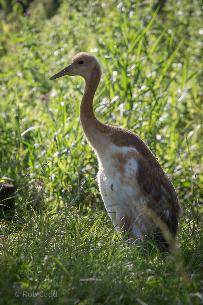 Manchurian / Red-crowned crane : Whipsnade : 18 Jul 2014