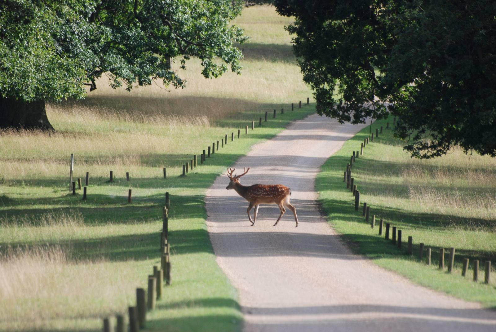 Manchurian Sika at Woburn, 01/09/13