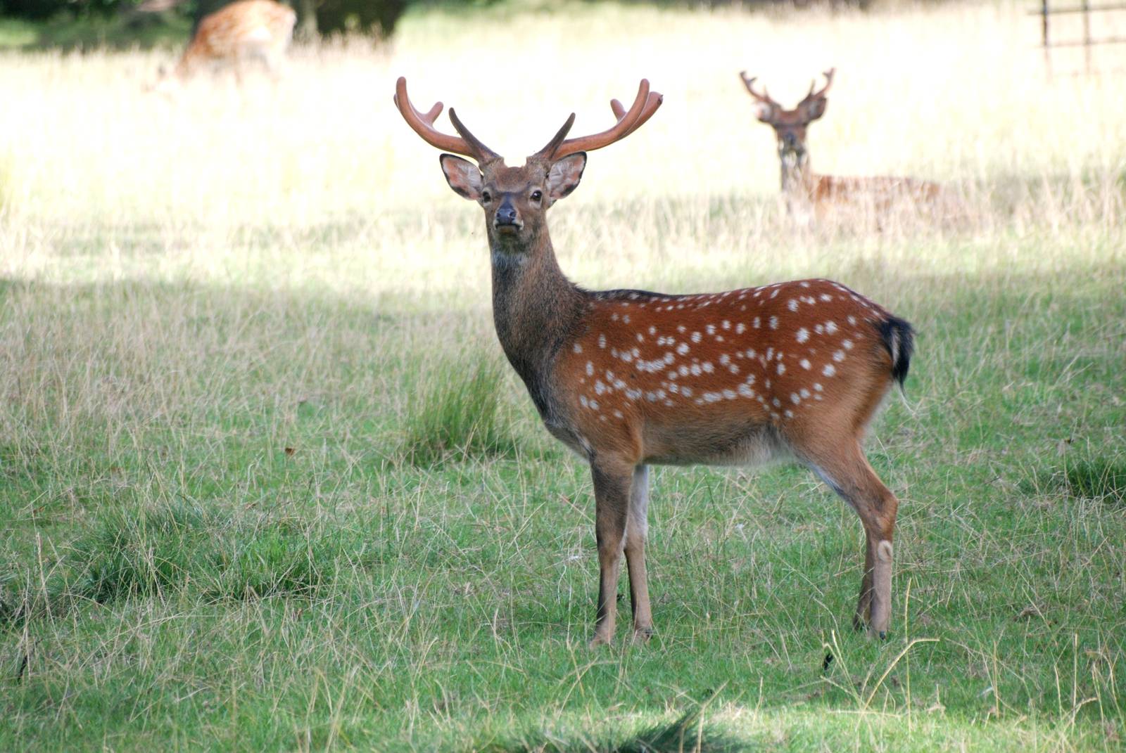 Manchurian Sika at Woburn, 01/09/13