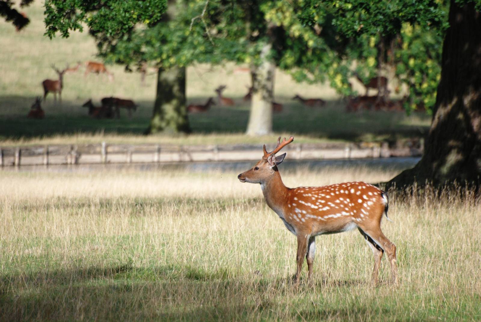 Manchurian Sika at Woburn, 01/09/13