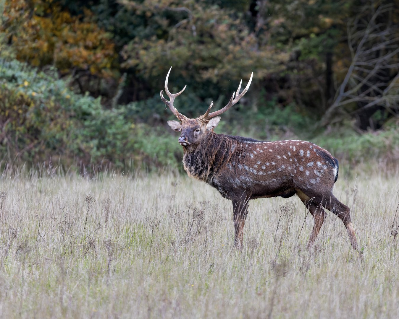 Manchurian Sika stag / Watatunga 7-11-23