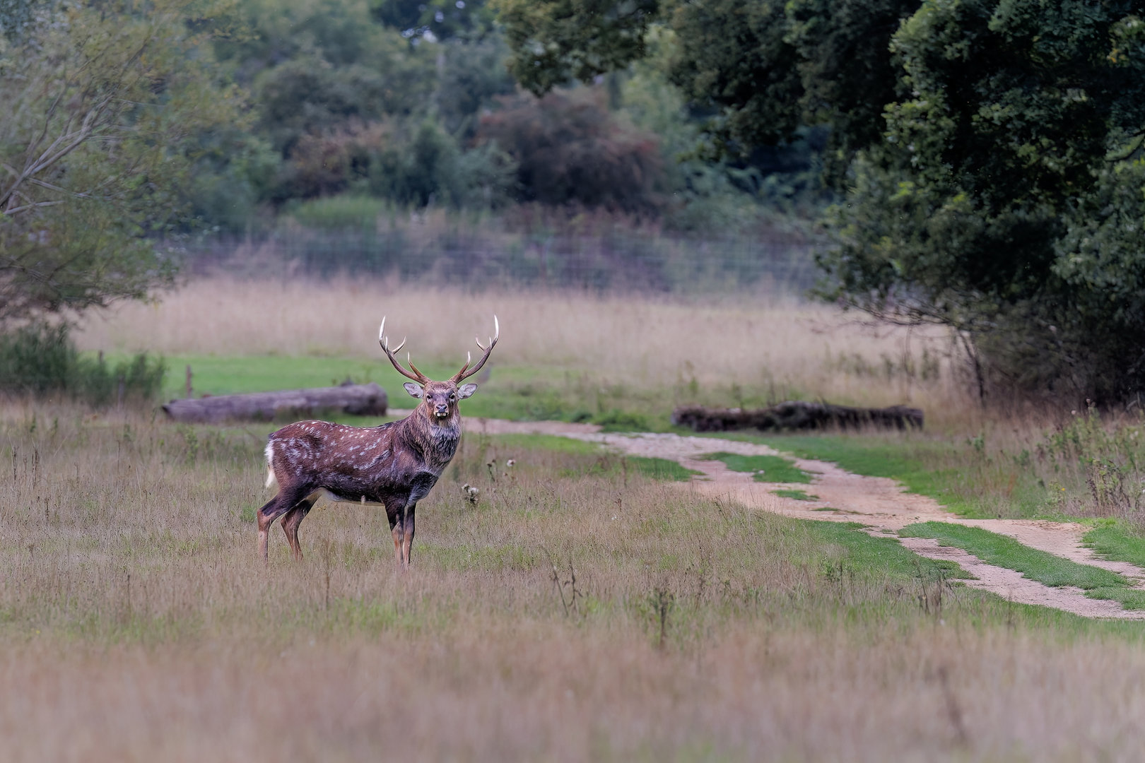 Manchurian Sika / Watatunga / 15-9-22