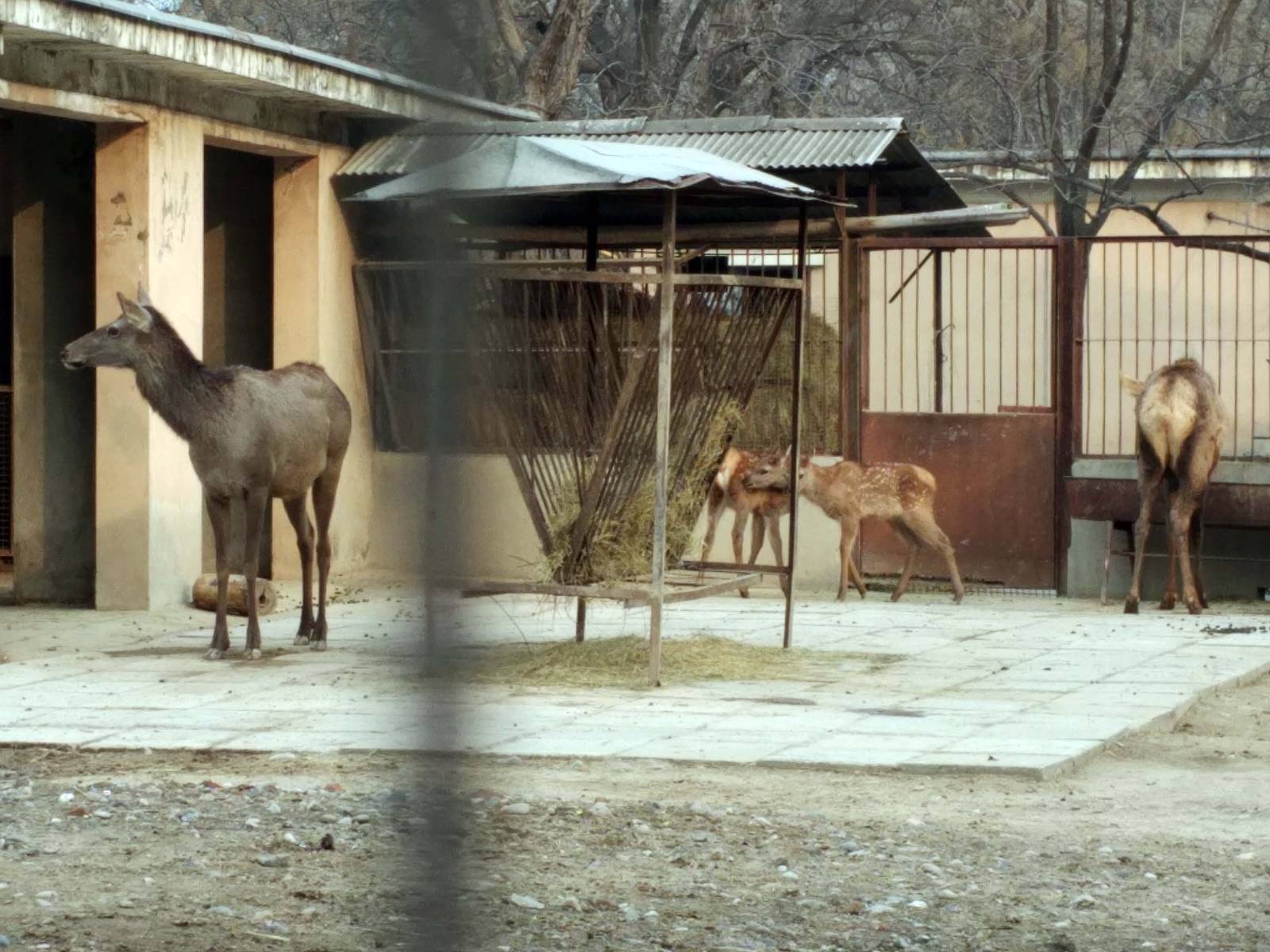 Manchurian wapiti breeding